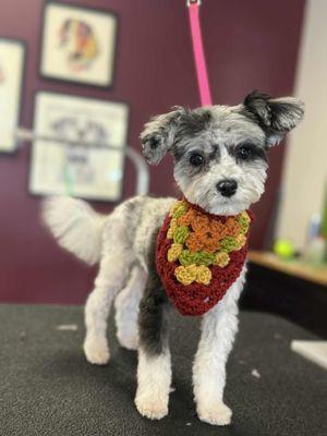 Teddy's first haircut!