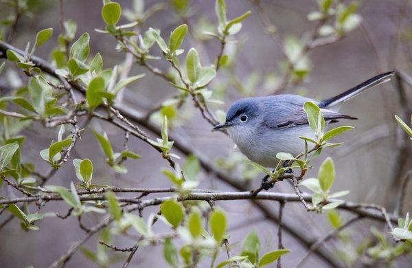 Lake Redman Boardwalk