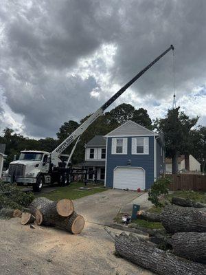 Crane flying out large oak tree pluck