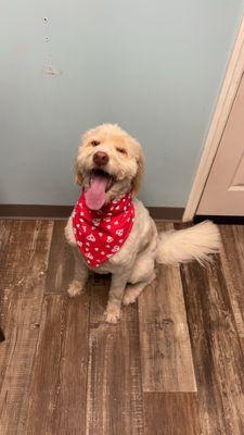 Pawfect Pet Grooming