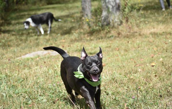 Lucky Dog Mobile Grooming