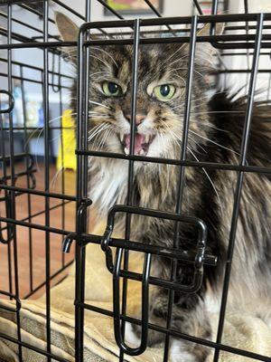 Animal Hospital of Kannapolis