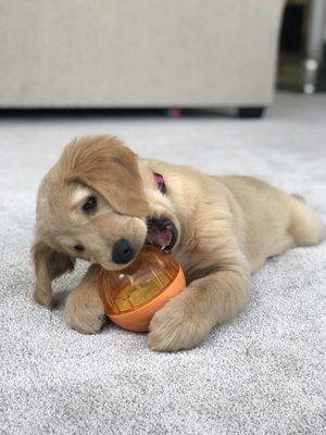 Beautiful new carpet has actually stood up to this lil monster