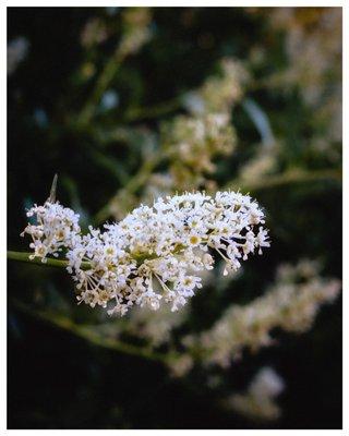 Cuyamaca Rancho State Park