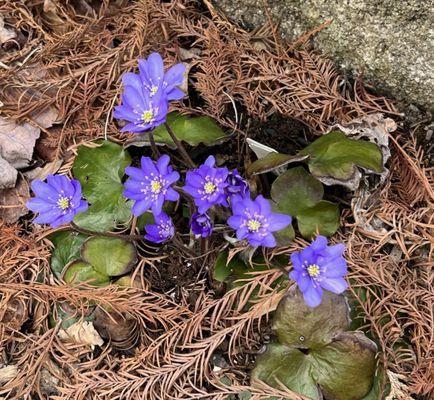 Mason Hollow Nursery