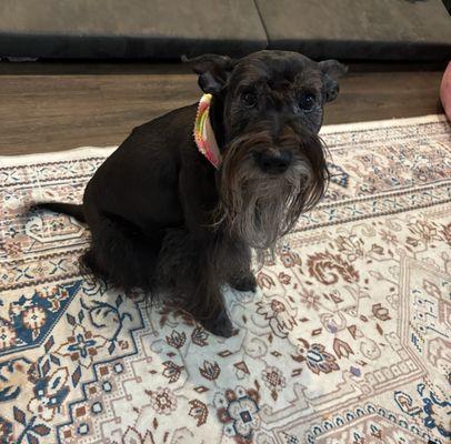 Wagz & Wigglez Grooming