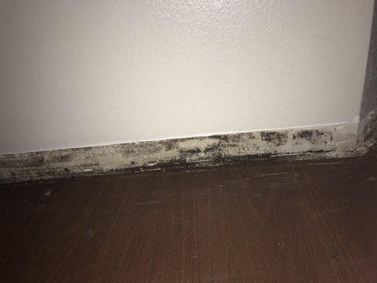 Mold is baseboards #2