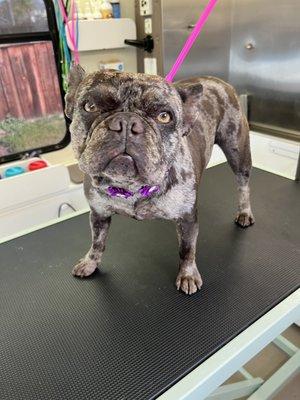 Paws and Claws Mobile Pet Spa