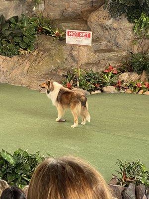 11.22.22 Dallas from Zyrtec commercial