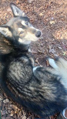 East Clayton Dog Park