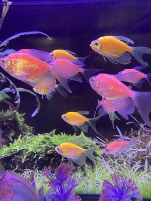 Wild Things Pet Shop