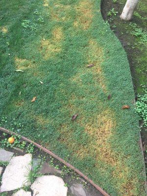 Serrano's Gardening and Landscape Service