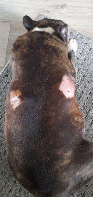 Injured Rocky after dog attack