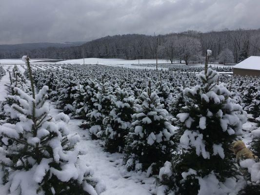 McConnell's Nursery And Christmas Tree Farm