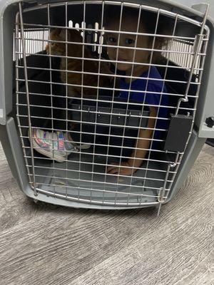 Ansede Animal Hospital