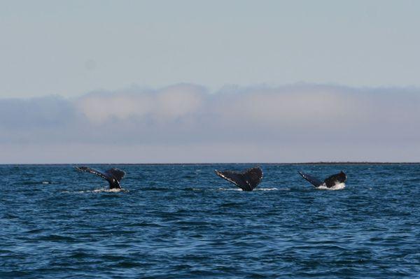 Fishing Vessel Lucille