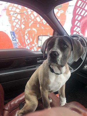 All Creature Features