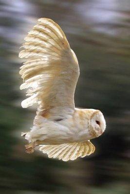 Functional Relief Therapeutic Massage