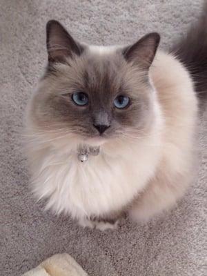 Lukianovich Paul Vmd