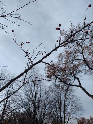 Oakwood Catholic Diocesan Cemetery