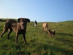 King Estates Open Space Park