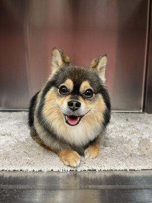 poof pooch perfection