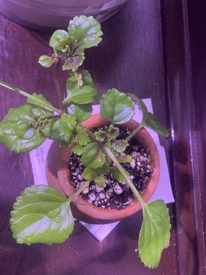 @gallegosfamilibarbershop. #hairstyles.