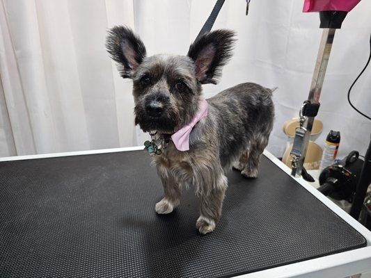 Izabark Dog Grooming and Pet Spa