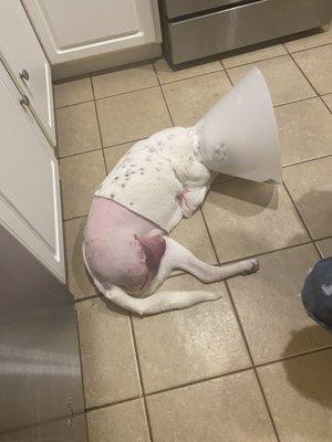 Preppy Pet Warminster