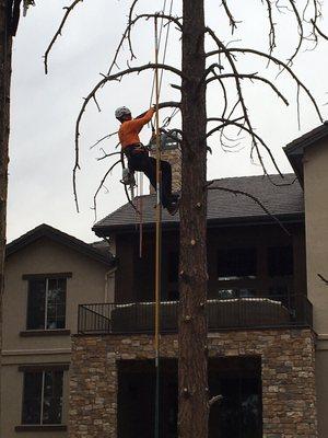 The Precision Arborists Of Denver