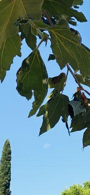 LAMC Health Fitness & Athletics Complex