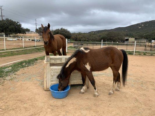 Speidel Equestrian Sports