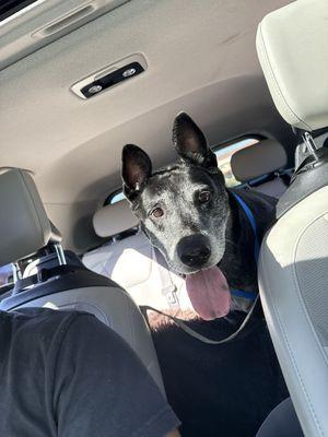 Santa Ynez Pet Hospital