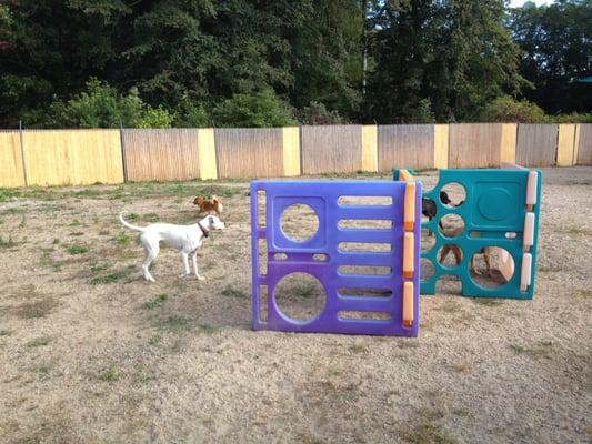 New England Dog Training