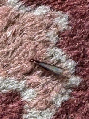 These pest look like flying ants but they flying termites. Call us for a free inspection so we can help get rid of these termites.