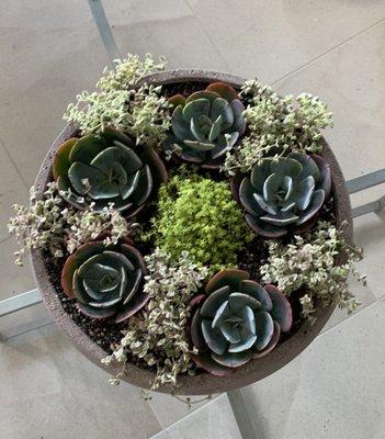 Succulent planter