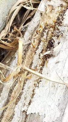 Bug Defender Pest Management