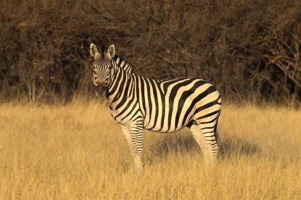 Town & Country Travel