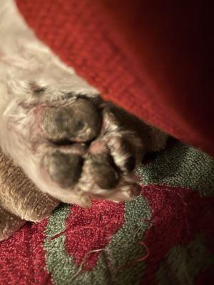 Ak-Sar-Ben Grooming Salon