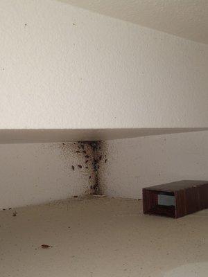 Casa De La Paloma Apartments