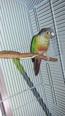 Our Green Cheek Conure named Nigel.