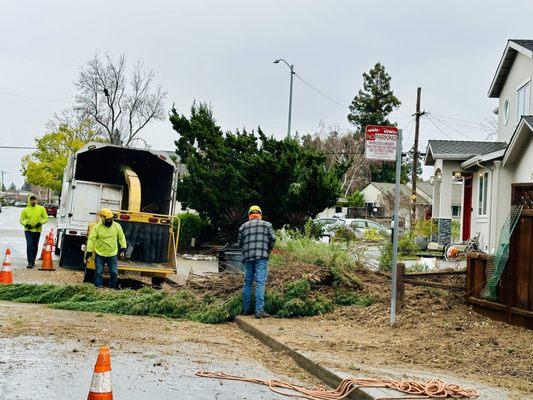 Misael’s Tree Service