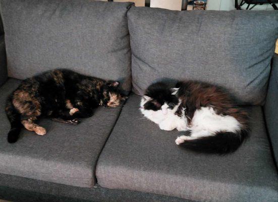 Two sisters having peace time