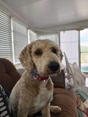 Mary Lynne's Pet Salon