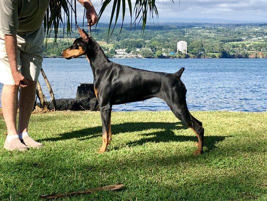 Hilo Veterinary Clinic