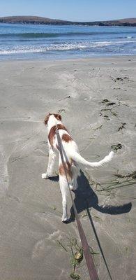 Patrick Canine Training & Boarding