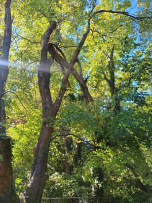 Broken tree limb
