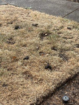 So many people don't pick up after their dogs.