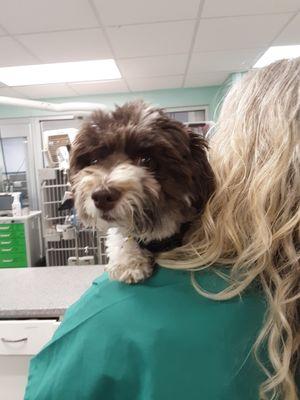 Emergency Veterinary Service of Roanoke