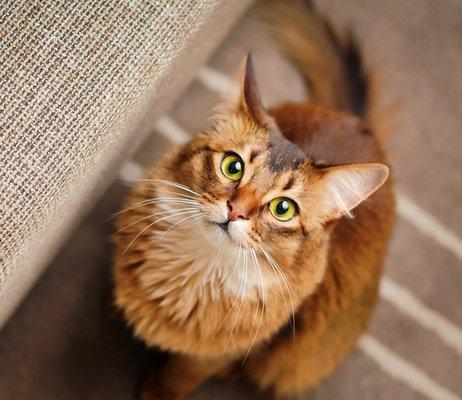 First Capitol Animal Hospital LLC